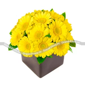 Композиция солнечно желтых гербер