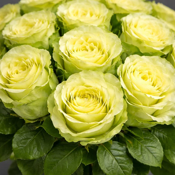 Букет из зеленых роз